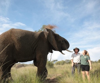 Replay SOS Afrique sauvage - Trois éléphants en cavale