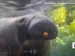Replay Élément Terre, le reportage - Un milliard de repas gaspillés chaque jour, des animaux et des applis à la rescousse
