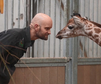 Replay Naissances extraordinaires au zoo - S1E4 - Singe, girafon et tapir