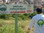 Replay Urgence climatique : un défi mondial - Mexique : faire renaître la forêt incendiée
