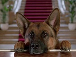 Replay Rex, chien flic - Meurtre à la carte
