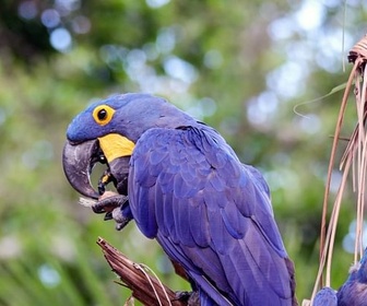 Replay Pantanal, l'autre Brésil sauvage - Merveilles de la nature