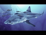Replay Des plongeurs filment le premier grand requin blanc en Méditerranée