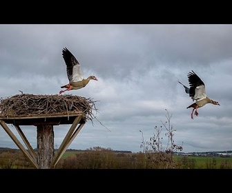 Replay Roumanie : nouvel effort de conservation des cigognes blanches
