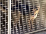 Replay Animaux à adopter - Tosca, Sissi, Shark et Stella