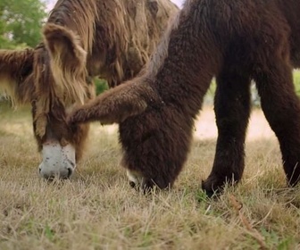 Replay L'âne - Nos animaux et nous