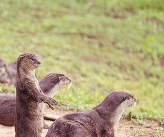 Replay Des loutres dans la ville - 18/03/2026