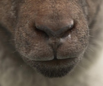 Replay Le goût du détail - Agneau pré salé