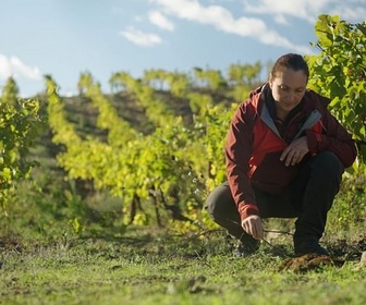 Replay Réinventer les vignobles - Les promesses de la terre