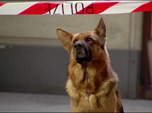 Replay Rex, chien flic - Itinéraire meurtrier