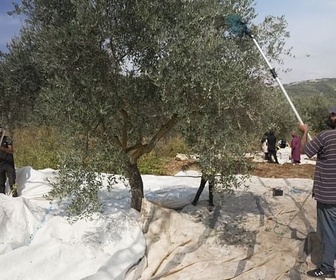Replay ARTE Journal - Sud du Liban : récolte des olives sous occupation israélienne