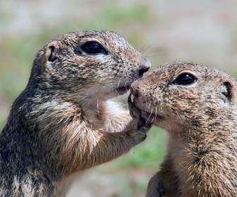 Replay Le spermophile, rongeur des steppes