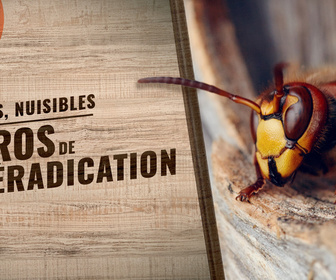 Replay Frelons, nuisibles : les pros de l'éradication