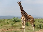 Replay Kenya, des girafes pour la paix - 360° Reportage