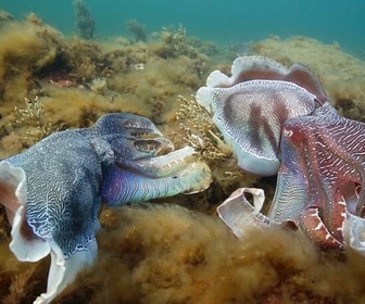 Replay Amours sauvages : tous les goûts sont dans la nature