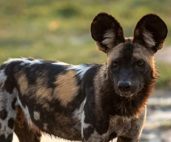 Replay Sur la piste des chiens sauvages d'Afrique - 26/08/2026