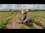 Replay ONU : la crise énergie-engrais entretient l'inflation alimentaire