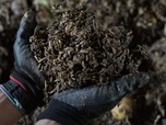 Replay ARTE Journal - La bioconversion fait mouche en Côte d'Ivoire
