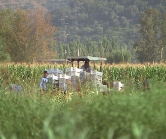 Replay ARTE Journal - Italie : l'esclavage dans les campagnes