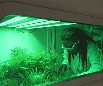 Replay ARTE Journal - L'académie du cannabis en Afrique du Sud