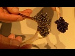 Replay De l'Europe avec goût : Le premier caviar écologique au monde régale de nouveaux marchés