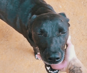 Replay Chiens et chats sans collier - Sans collier mais pas sans espoir