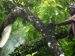 Replay Inde, le miel des montagnes bleues - Les maîtres des abeilles