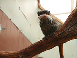 Replay Parc de Cerza, au plus près des animaux - S1E3 - Episode 3