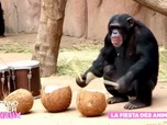 Replay Le grand bêtisier des animaux - Émission 4