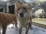 Replay Au cœur du zoo de New York - S4E9 - Chiens errants