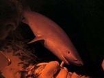 Replay River monsters - Les tueurs des abysses - P2