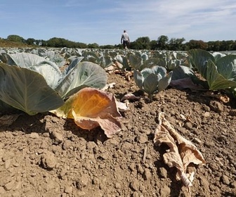 Replay 28 minutes - Sécheresse historique : l'agriculture française en péril ?