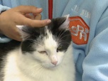 Replay Animaux à adopter - Arlo et Shazam