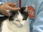 Replay Animaux à adopter