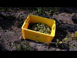 Replay France: vendanges du champagne anticipées à cause de la canicule
