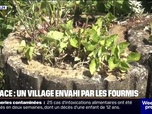 Replay Week-end première - 1.000 habitants et des millions de fourmis: le village de Petit-Landau en Alsace est envahi par une espèce invasive de fourmis