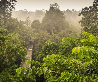 Replay Dans la jungle de Bornéo