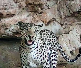 Replay Léopards et tortues marines - Oman sauvage