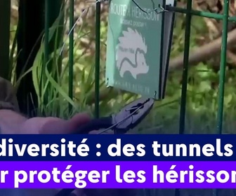 Replay On a de l'info - Biodiversité : des tunnels pour protéger les hérissons