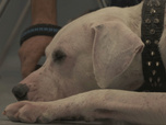 Replay Chiens et chats sans collier - Liens fragiles, coeurs ouverts