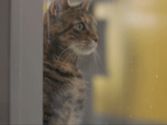 Replay Chiens et chats sans collier - Faits l'un pour l'autre