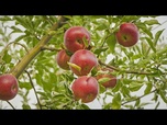 Replay À la découverte du berceau des pommes dans les forêts sauvages de ce pays