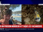 Replay BFM Première - Alpes-Maritimes: les baigneurs confrontés au baliste, surnommé le poisson mordeur