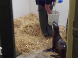 Replay Au cœur du zoo de New York - S3E1 - Ils grandissent si vite