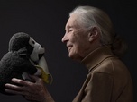Replay ARTE Journal - Jane Goodall, une vie