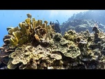 Replay L'épisode mondial de blanchissement des coraux continue de s'aggraver