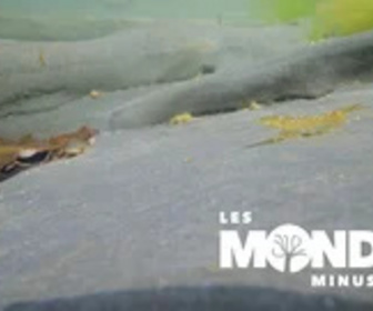 Replay Les Mondes Minuscules - 25/01/2025