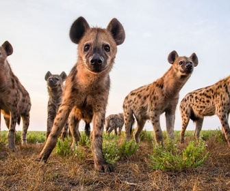 Replay Génies de la nature - Des réseaux très sociaux