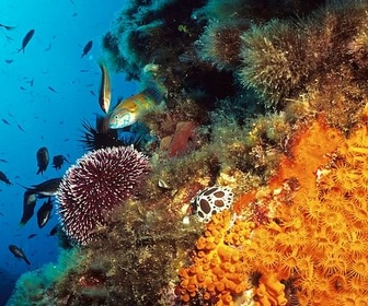 Replay La Corse, les trésors des fonds marins - La France sauvage