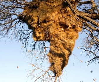 Replay Les architectes de la nature - Constructions animales